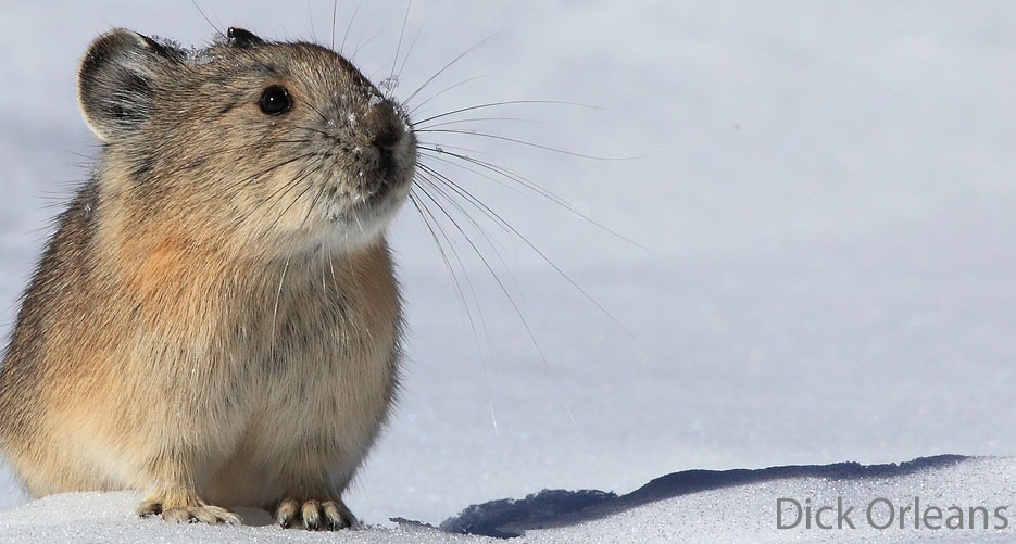 chris ray (@pikaresearch) on Twitter photo Ooof! More and better evidence that American #pikas are adapted to cold environments @russellolab <a href="/UBC/">University of British Columbia</a> - academic.oup.com/g3journal/advaโฆ Ooof! More and better evidence that American #pikas are adapted to cold environments @russellolab <a href="/UBC/">University of British Columbia</a> - academic.oup.com/g3journal/advaโฆ