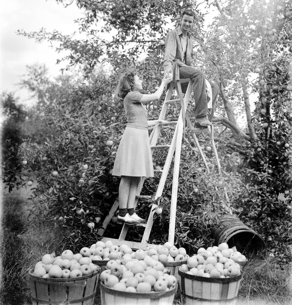 #ThrowbackThursday - Picking apples in Owensville, Indiana c. 1941 🍎