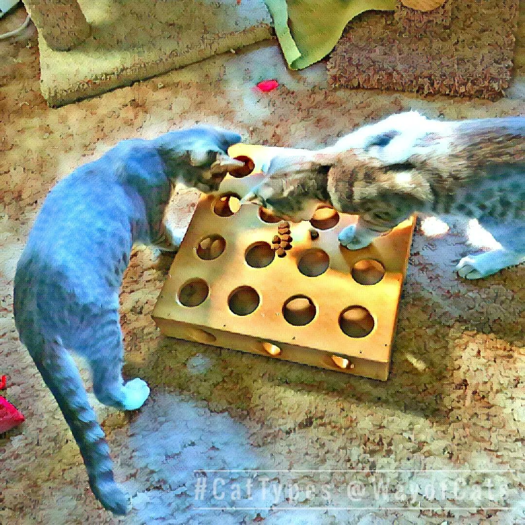 WayofCats's tweet photo. Cat Type clues to personality lets us make a match - Choosing at the Way of Cats https://t.co/pVhTAYZ7fE
All Cat Type clues are vital guides to the kind of cat we are contemplating.
#CatsofTwitter #CatAppreciators #CatTypes #CatChoosing https://t.co/bRiY4UDSTG