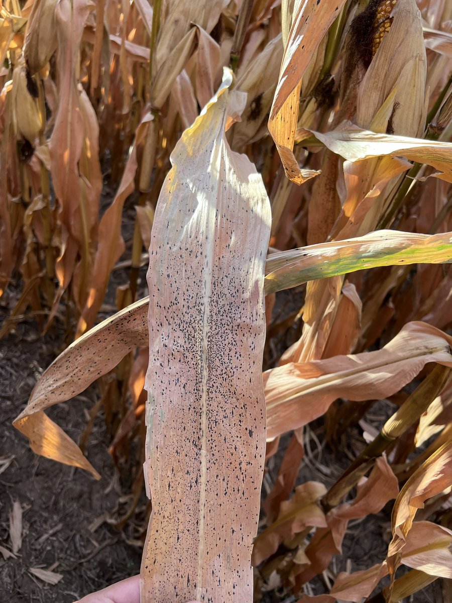 Onofre Lab tweet media