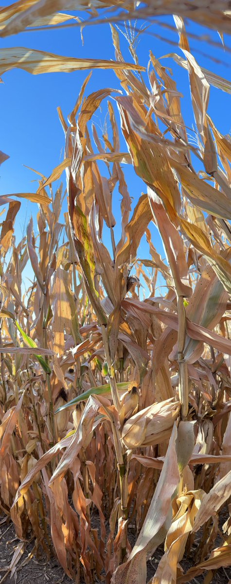 Onofre Lab tweet media