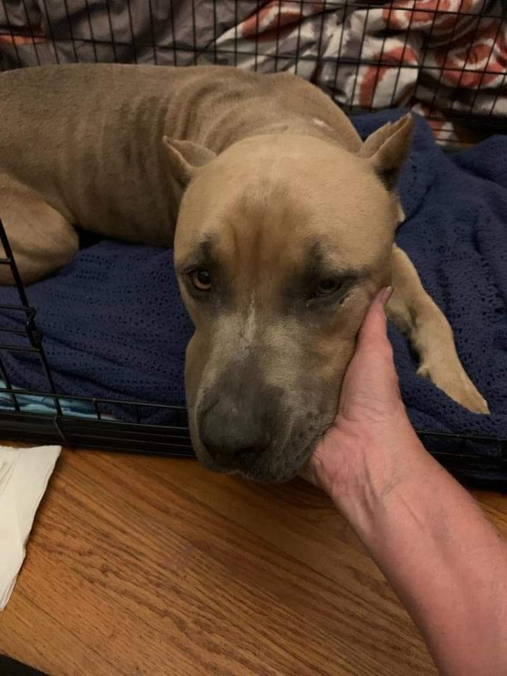 carawil17888192's tweet photo. Nephew was saved by Cookies Canine Animal Rescue Auburn University estimate of $5000! Only $1300 has been pledged. 

https://t.co/8S5t9Rwemk

PayPal email address:
cookiescanineanimalrescue@gmail.com

CashApp 
$CCARS17 

Venmo
CCARS17

Mail
1113 C.R. 526
Cusetta, AL 36852

Ty https://t.co/XhH35A8BWR