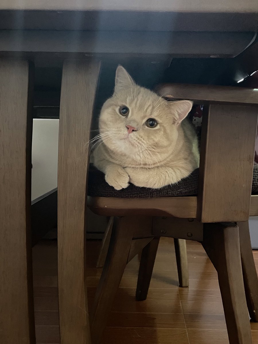 yayee2548's tweet photo. นายนี่แม่ส่งไปโรงเรียนหมา เพื่อนตัวใหญ่ สู้เค้าไม่ได้ https://t.co/6RzoMj1r2q