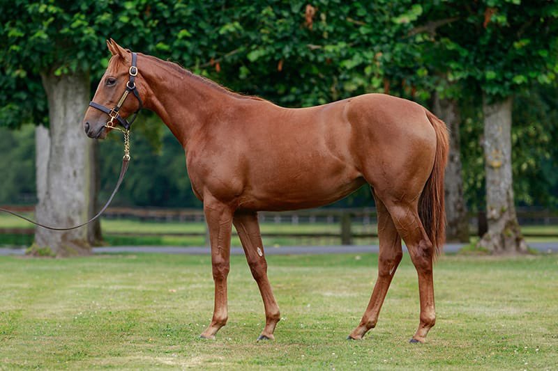 Henri Bozo tweet media