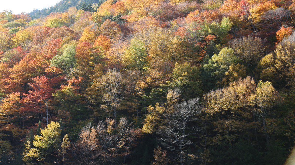Adirondacks Autumn! Snuggled cozy before a crackling fireplace, I'm reminded as I process photos that #Nature is truly the greatest #artist. 🍂🍁
#NewYork #unfiltered #mountaineering