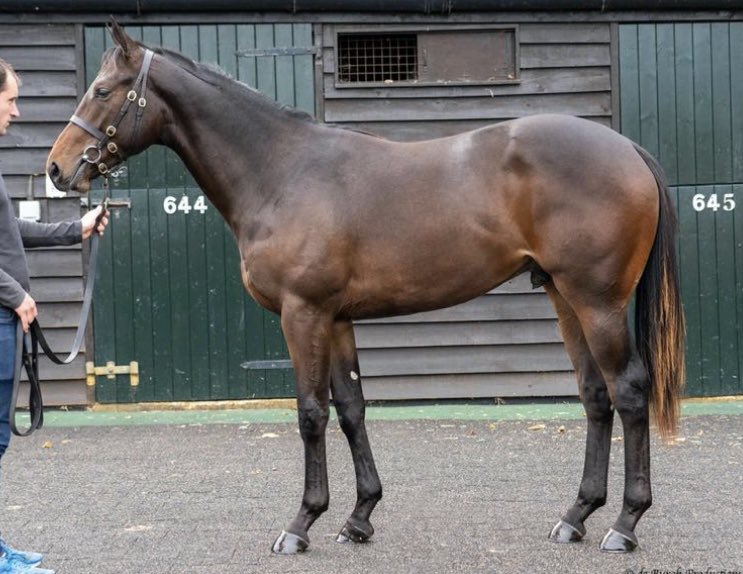 OverburySires's tweet photo. Congratulations to @HoStud on a successful pinhook with lot 480, an Ardad colt out of Feliciana, bought as a foal for 64,000gns and sold today for 200,000gns. https://t.co/RFMZYG9TYH