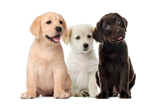 Tweet by AVMA (American Veterinary Medical Association)