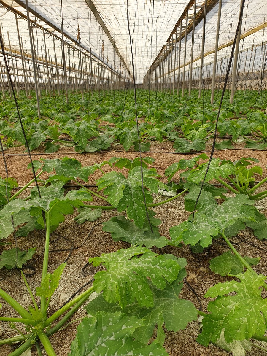 En breve tendremos los primeros frutos de #Perseverance de <a href="/rijkzwaanES/">Rijk Zwaan ES</a> . Excelente resistencia a #NewDelhi. Siembra directa. 0% de plantas afectadas.