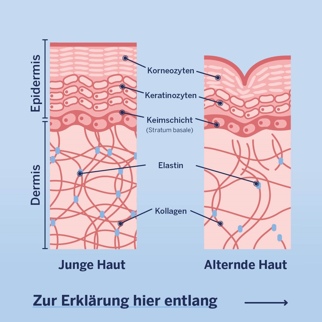 Dermasence's tweet photo. #Hautalterung ist ein ganz normaler Prozess! 🧒➡🧓 Lachfältchen und erste #Falten werden sichtbar. Erfahre hier ⤵ mehr zum Thema. Im Bereich #AntiAging haben wir 2 Produktserien entwickelt:
➡ Hyalusome-Serie für die Haut ab 2⃣5⃣
➡ Chrono retare-Serie für die Haut ab 4⃣5⃣ https://t.co/ossS5tZJPO