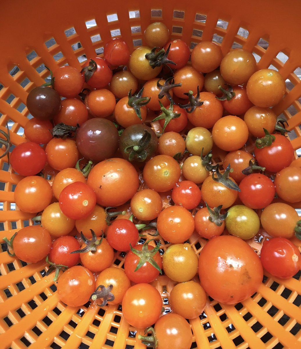 It’s October and still picking toms 😎