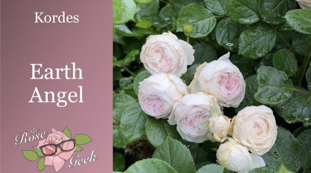 The Rose Geek (@therosegeek1) on Twitter photo 🌹 #Video of Parfuma® Earth Angel, a Kordes #rose in the Scentables™ Collection at <a href="/PlantAStar/">Star® Roses and Plants</a> <a href="/AmericanRoseSoc/">AmericanRoseSociety</a> #roses #flowers #gardening #thursdayvibes #beautiful YouTube Link: youtu.be/xJ-LSquVWfs via <a href="/YouTube/">YouTube</a> 🌹 #Video of Parfuma® Earth Angel, a Kordes #rose in the Scentables™ Collection at <a href="/PlantAStar/">Star® Roses and Plants</a> <a href="/AmericanRoseSoc/">AmericanRoseSociety</a> #roses #flowers #gardening #thursdayvibes #beautiful YouTube Link: youtu.be/xJ-LSquVWfs via <a href="/YouTube/">YouTube</a>