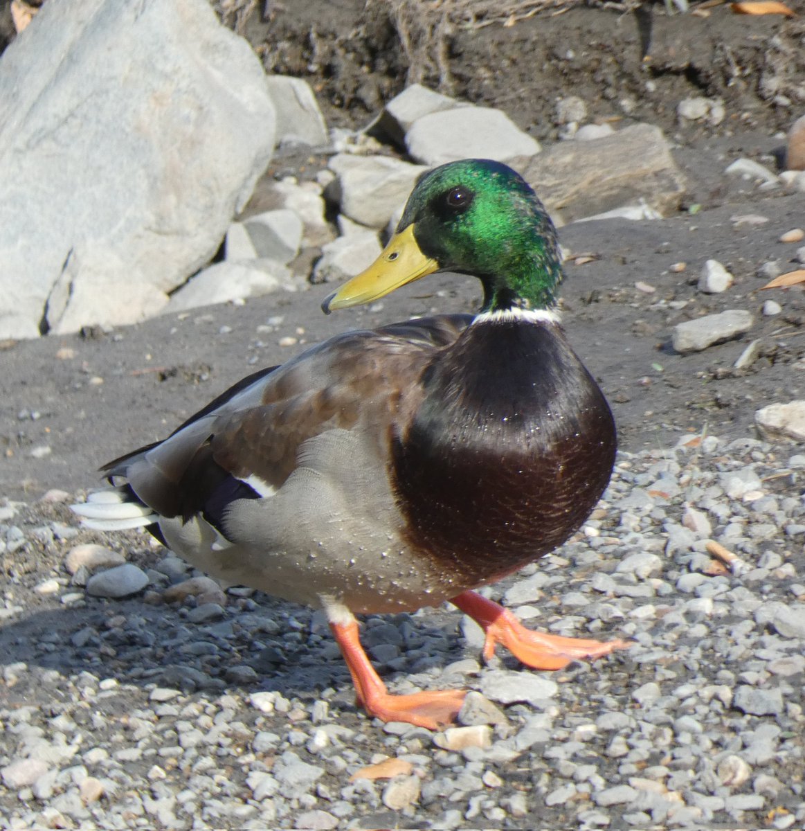 BRotness's tweet photo. Yesterday's stroll: a Common grackle with a coppery sheen; Male Mallard with a green sheen😄; Yellow-rumped warbler; and, a Common Yellowthroat (first time identifying this one)❣
#birding #birds #nature
#wildlife #wildbirds #BirdsSeenIn2022 #birdphotography https://t.co/nmD5ud4pJm