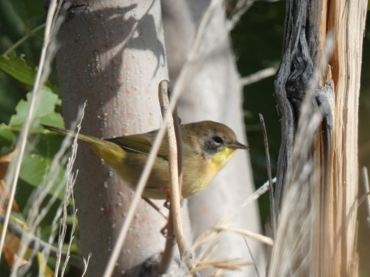 BRotness's tweet photo. Yesterday's stroll: a Common grackle with a coppery sheen; Male Mallard with a green sheen😄; Yellow-rumped warbler; and, a Common Yellowthroat (first time identifying this one)❣
#birding #birds #nature
#wildlife #wildbirds #BirdsSeenIn2022 #birdphotography https://t.co/nmD5ud4pJm
