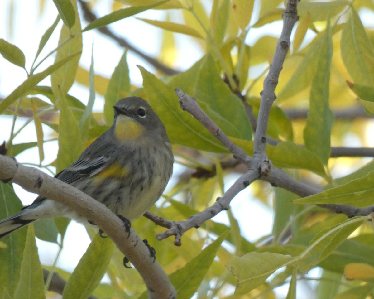 BRotness's tweet photo. Yesterday's stroll: a Common grackle with a coppery sheen; Male Mallard with a green sheen😄; Yellow-rumped warbler; and, a Common Yellowthroat (first time identifying this one)❣
#birding #birds #nature
#wildlife #wildbirds #BirdsSeenIn2022 #birdphotography https://t.co/nmD5ud4pJm