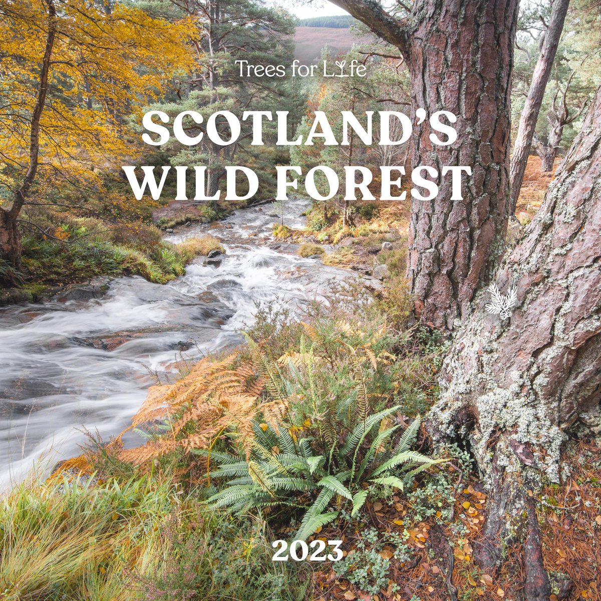 Our 2023 Scotland’s Wild Forest Calendar is now available to pre-order! Each month features a beautiful photograph of the Scottish Highlands, from a soaring birch tree to a perching red squirrel. Visit our online shop today to place your order: treesforlife.org.uk/our-shop/