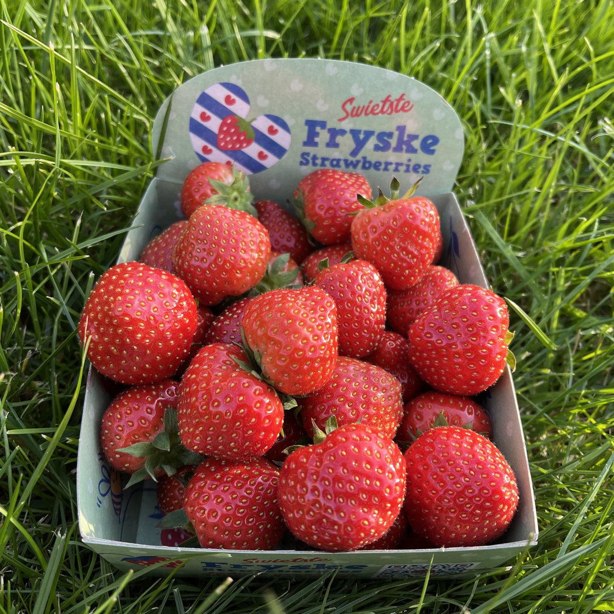 🍅🍓🥒Fanmiddei mei <a href="/cdafryslan/">CDA Fryslân</a> en <a href="/CDAWaadhoeke/">CDA Waadhoeke</a> op wurkbesite by #GardenersPride yn Bitgum. Glêstúnboubedriuw mei teelt fan tomatesoarten en komkommers foar #AlbertHeyn en #fryskeStrawberries mei eigen ôfset yn NoardNederlân. 
In goed petear oer enerzjy en ynnovaasjekânsen.
