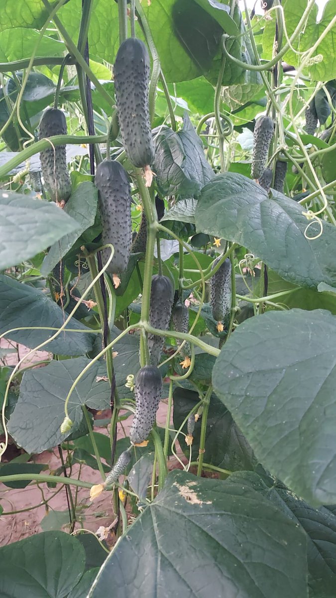 luistrillomata's tweet image. Y no se agota....