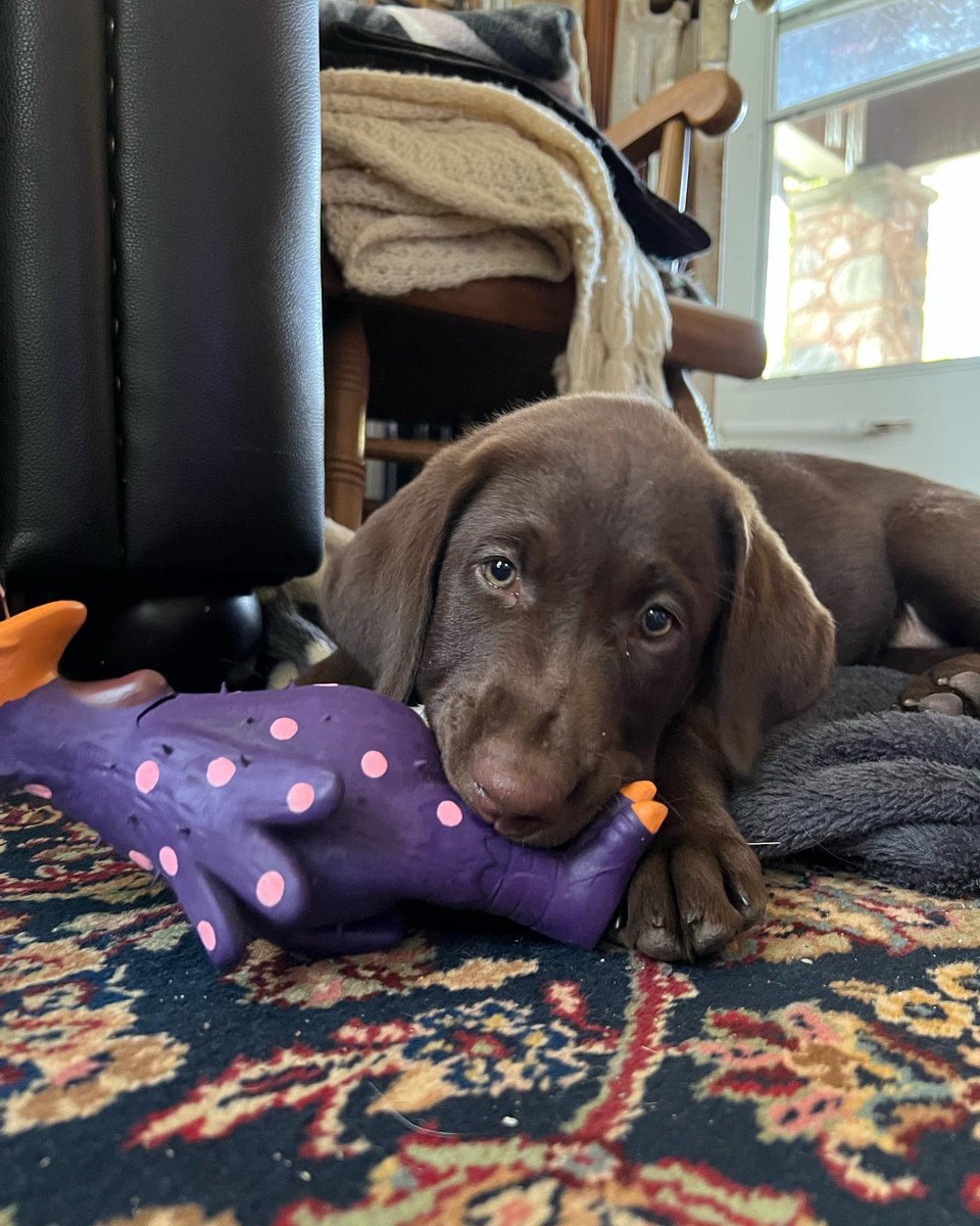 New family member at the Roberts house!  Nutmeg aka Meg