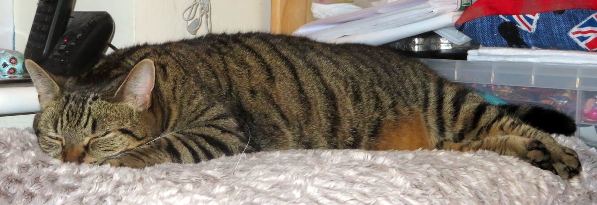 Poppy! <a href="/KeighleyCatCare/">Keighley Cat Care</a>