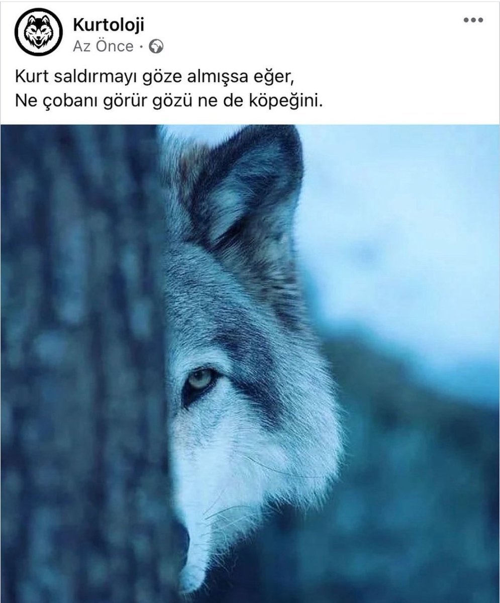 Kurt saldırmayı göze almışsa eğer, 
Ne çobanı görür gözü ne de köpeğini..