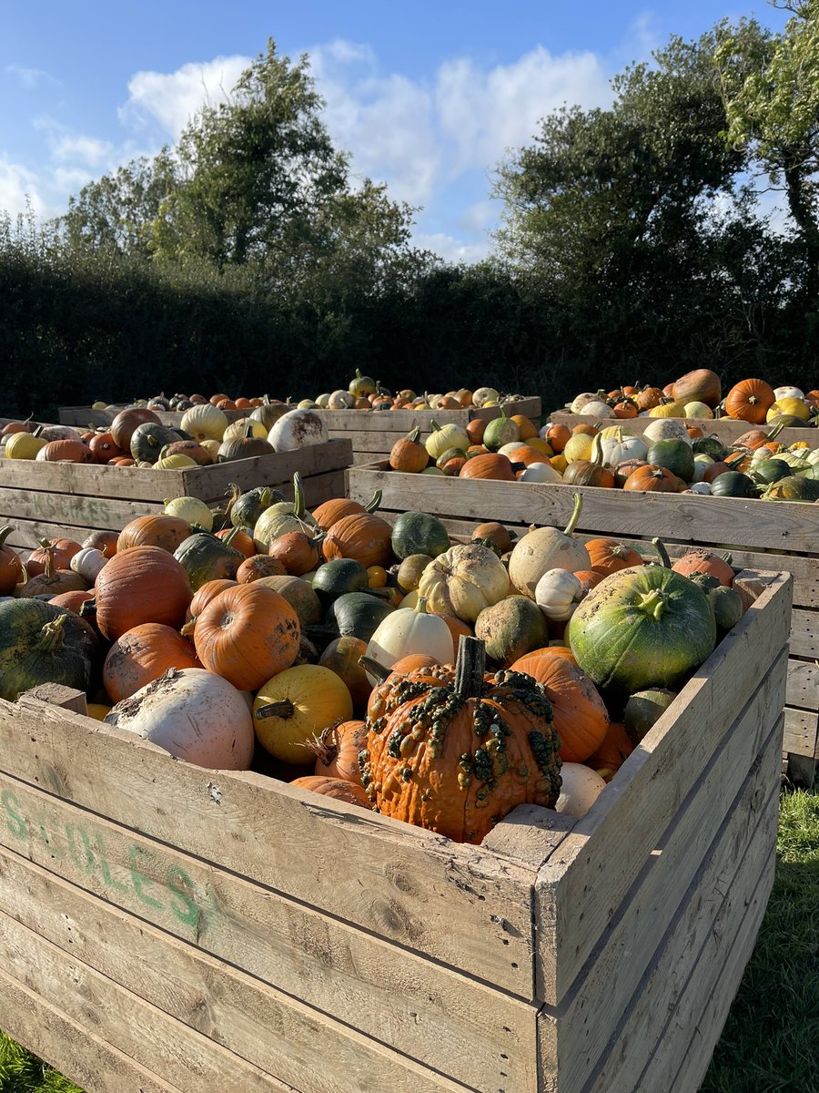AshleyDaveJones's tweet photo. Pumpkin harvest has started! #pumpkins #Haloween 🎃 https://t.co/5UYtWbpXOb