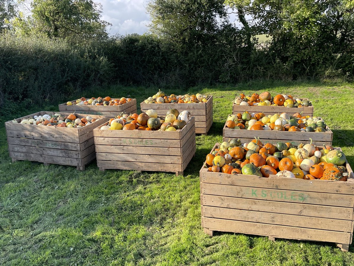 AshleyDaveJones's tweet photo. Pumpkin harvest has started! #pumpkins #Haloween 🎃 https://t.co/5UYtWbpXOb