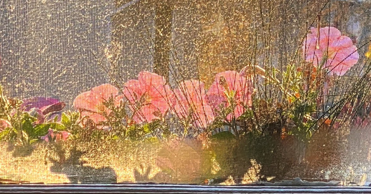 kiwirev's tweet photo. Moose Grazing Among the Petunias 😎
#iphonography #iphone #shotoniphone
#iphone11pro #shotoniphone11pro 
#saskatchewanphotographer #reginaphotographer #reginask  #lifeinyqr
#meanwhileinsaskatchewan #meanwhileinsask #moose #moosesilhouette #petunias https://t.co/itzMfg4gMb