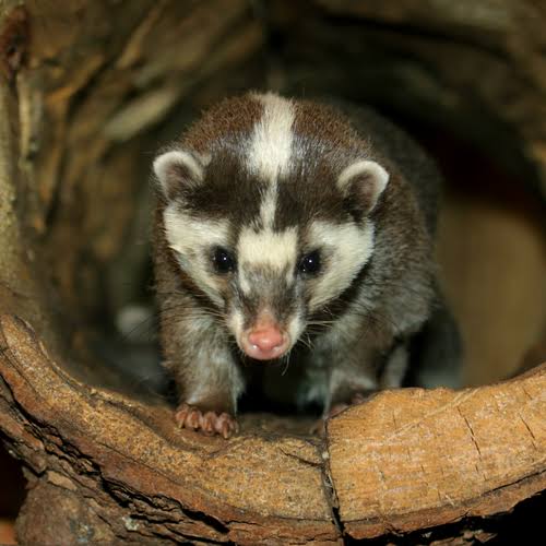 Ferret Badger wishing you a happy #BadgerDay 🐍