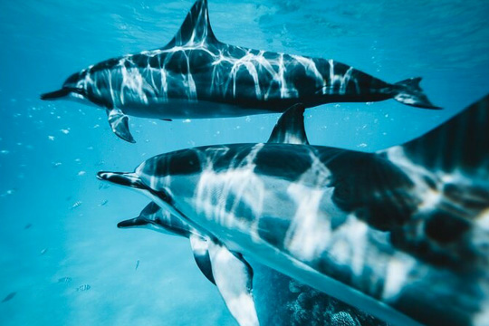 Xplorie's tweet photo. Dolphin Watching Adventure from Beach Weekend is now available for Xplorie programs in the Destin and Fort Walton Beach Areas! Contact Xplorie today to learn more. #vrm #propertymanager #xplorie #hospitality https://t.co/QXjxpcH9HW https://t.co/JydyYgwwKK