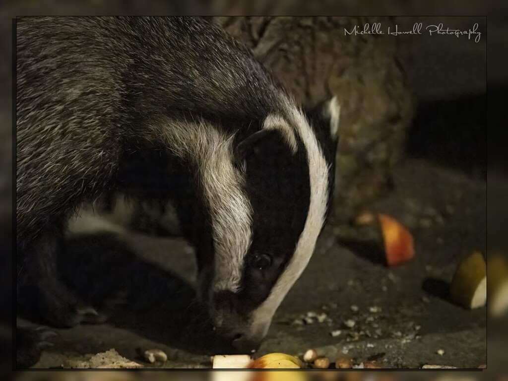 mich_howell's tweet photo. A few Badgers for #NationalBadgerDay
@michellehowellphotos
#OM1 #localwildlife #omsystems #badgers #badger #badgertrust #Badgers #badgersofinstagram #gardenvisitor #kirkleesbadgerprotectiongroup #ukwildlife #ukwildlife #om1 #nature #naturephotography #britishmammals #shecl… https://t.co/Q1jA4F5IrA