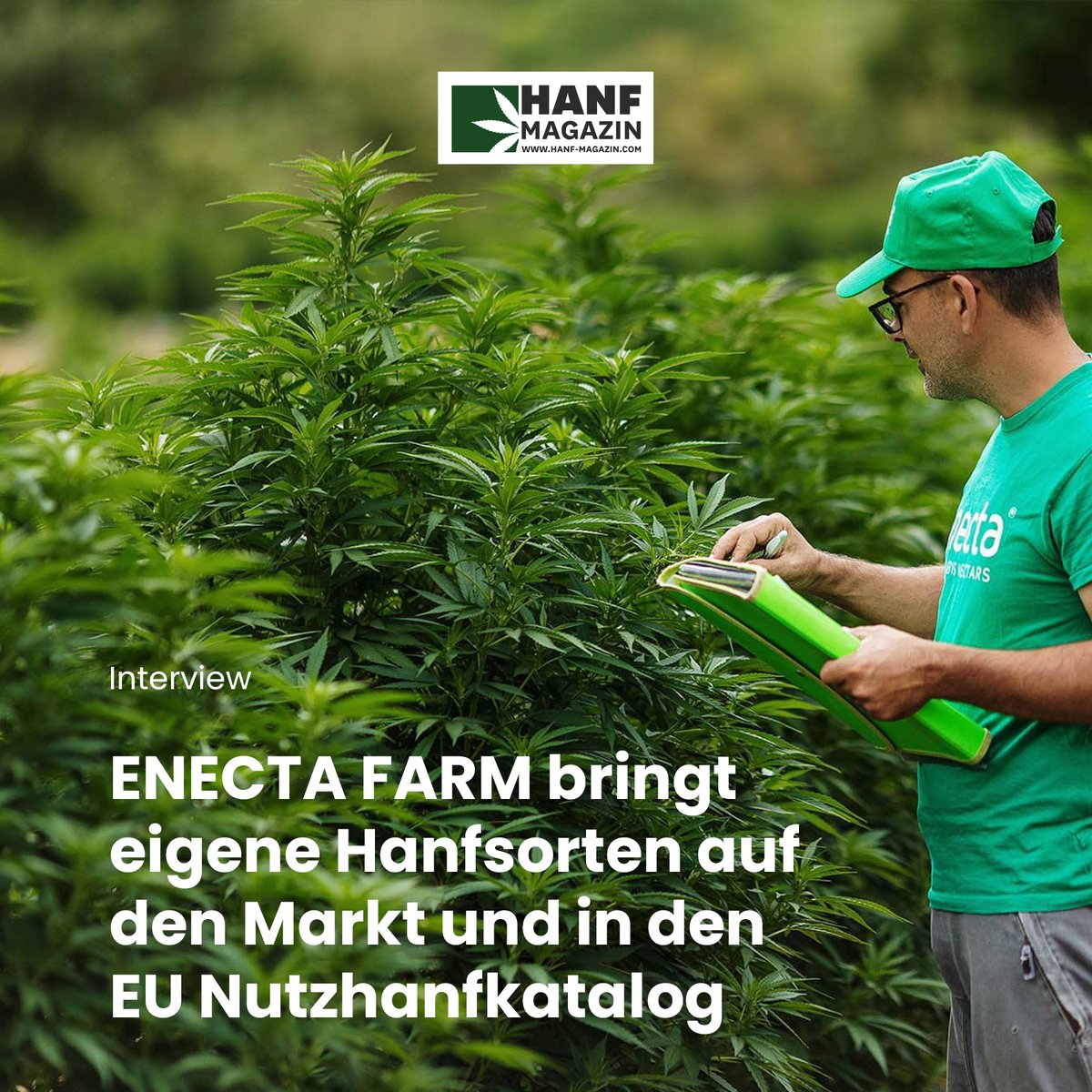 hanfmagazin's tweet photo. Der Umgang mit Cannabis in Deutschland, auch der medizinische, ist im Grunde nur auf THC und CBD ausgerichtet. 

➡️  https://t.co/ip2VJRPC6V 

⏩ Print-Ausgabe 11: https://t.co/XwfwU7HKzR

#hanfmagazin #hanfpflanze #nutzhanf #cbd #hanf #cannabis #hanfprodukte #hanfsorten #enecta https://t.co/cnF1FnRpkW
