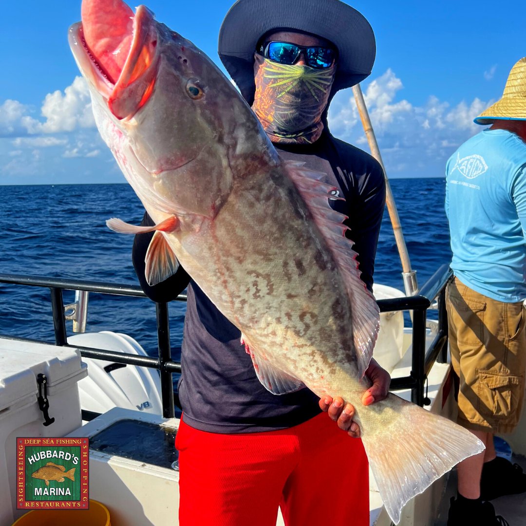 hubbardsmarina's tweet photo. Ready for some 'reel' fishing fun?
#HubbardsMarina fishing FL since 1928
.
.
.
.
.
.
#Florida #JohnsPass #MadeiraBeach #OffshoreFishing #FishingCharter #GatorJimsTackle #BassProShops #ReelAnimals #SaltStrong #Yamaha #EngelCoolers #Garmin https://t.co/HrIfF0z7KW