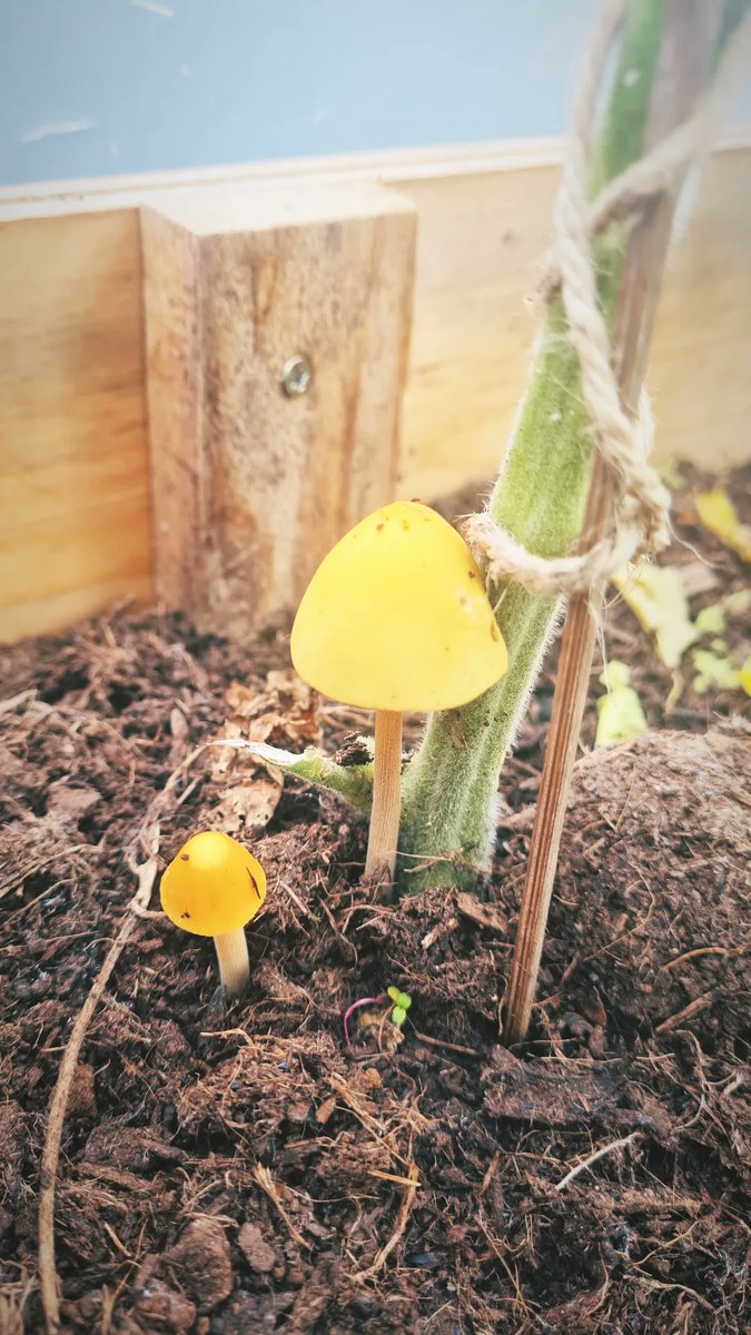 A cosier one today at #Growchapel - using the polytunnel to hide from the rain with some hot chocolates ☕🌧. Check out our cute new mushrooms though! 🍄