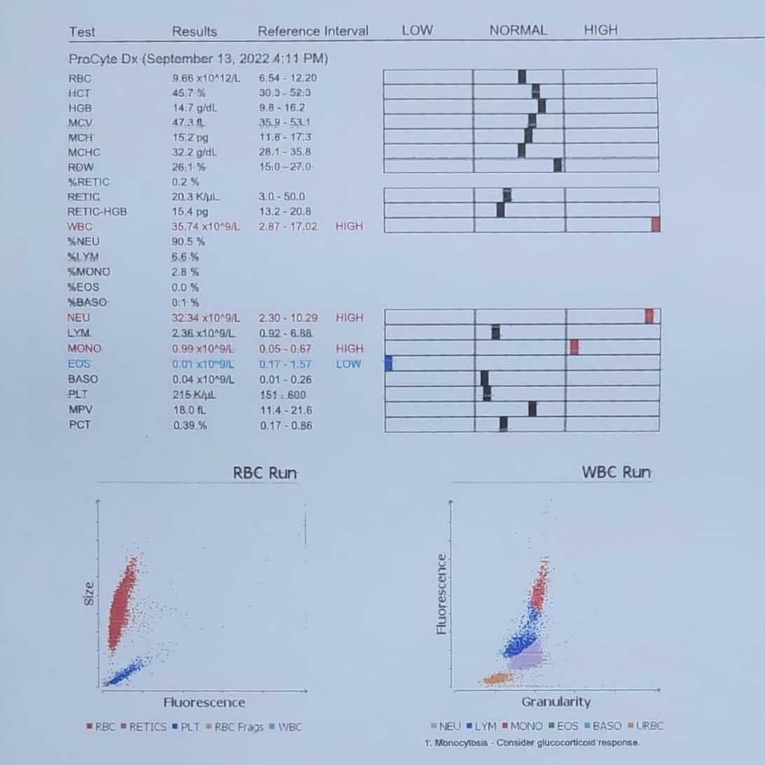 peulediseu17's tweet image. {help RT} Aku mau wts karena BU

Kucing aku didiagnosa gagal ginjal pd bulan Sept dan harus di pasangin kateter dan jg ranap selama 7 hari😭
Pas dibawa ke vet, kucingku udh engap2an dan semisal ga dibawa ke vet jg, kemungkinan besar udh ga ketolong😭😭😭 #zonauangᅠ  #zonabu