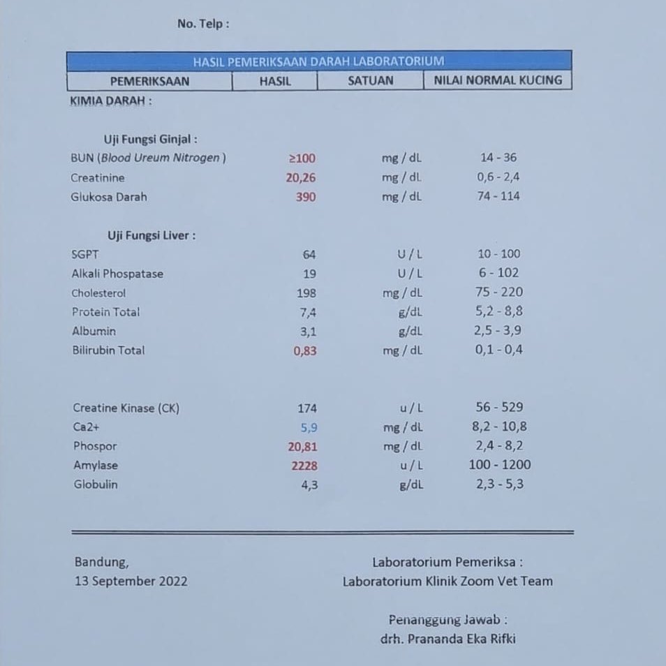 peulediseu17's tweet image. {help RT} Aku mau wts karena BU

Kucing aku didiagnosa gagal ginjal pd bulan Sept dan harus di pasangin kateter dan jg ranap selama 7 hari😭
Pas dibawa ke vet, kucingku udh engap2an dan semisal ga dibawa ke vet jg, kemungkinan besar udh ga ketolong😭😭😭 #zonauangᅠ  #zonabu