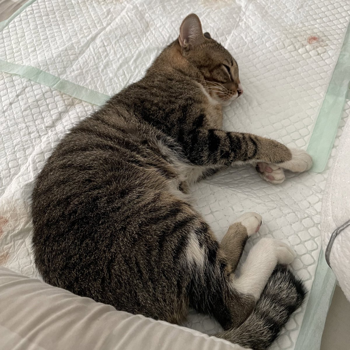 peulediseu17's tweet image. {help RT} Aku mau wts karena BU

Kucing aku didiagnosa gagal ginjal pd bulan Sept dan harus di pasangin kateter dan jg ranap selama 7 hari😭
Pas dibawa ke vet, kucingku udh engap2an dan semisal ga dibawa ke vet jg, kemungkinan besar udh ga ketolong😭😭😭 #zonauangᅠ  #zonabu