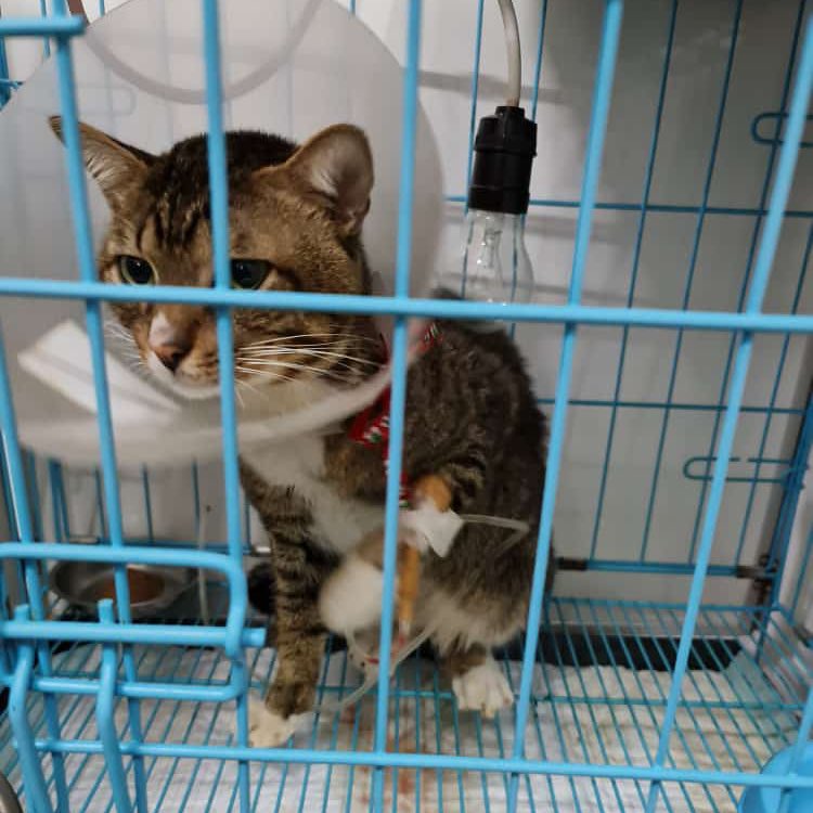 peulediseu17's tweet image. {help RT} Aku mau wts karena BU

Kucing aku didiagnosa gagal ginjal pd bulan Sept dan harus di pasangin kateter dan jg ranap selama 7 hari😭
Pas dibawa ke vet, kucingku udh engap2an dan semisal ga dibawa ke vet jg, kemungkinan besar udh ga ketolong😭😭😭 #zonauangᅠ  #zonabu