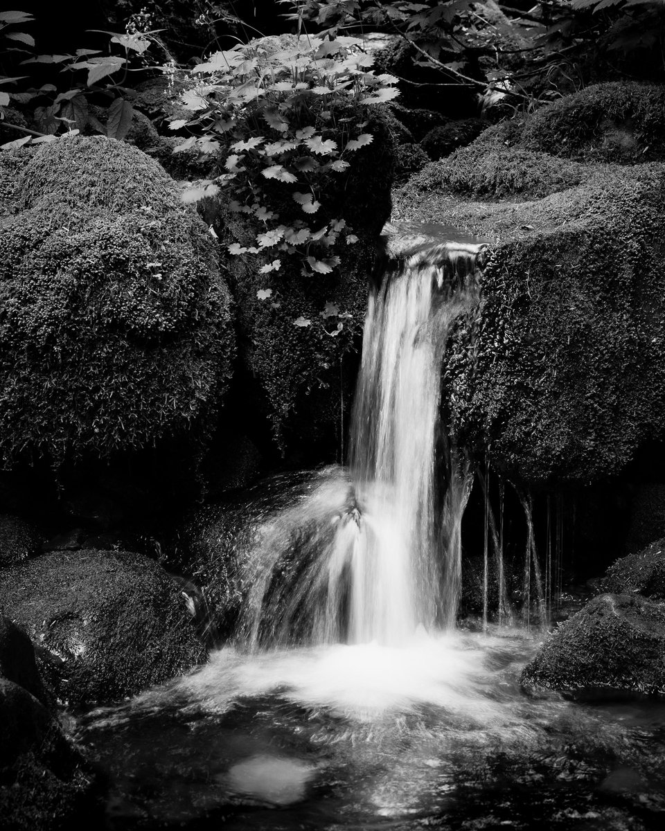 SteveBisig's tweet photo. Summer Cascade, Skookum Creek, Washington 📷 https://t.co/ScdRBTo8ir

#artofnature #expressivephotography #intimatelandscape #intimatelandscapes #mindfulphotography #artcollector #art #artist #artwork #fineart #buyartonlinegallery https://t.co/ssh390uO0C