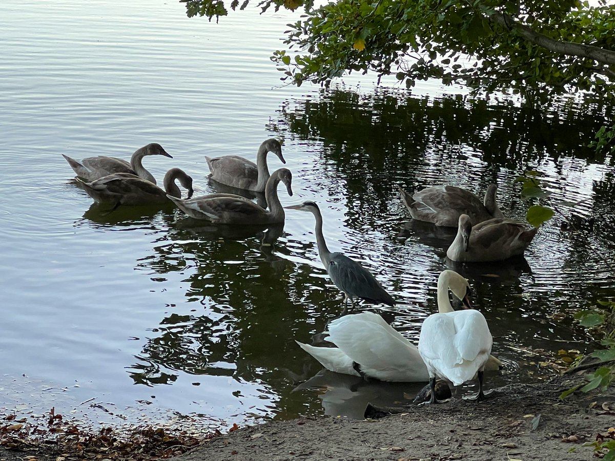 Feierabendrunde um den heimischen See: Am Ufer ein Schwanenpaar mit seinen Jungen - und mittendrin - reglos - Herr oder Frau Reiher.
Und mir kommt beim Anblick diese Songzeile in den Sinn: 

Everybody wants to live together - why can‘t we live together?

…die könnens doch auch…