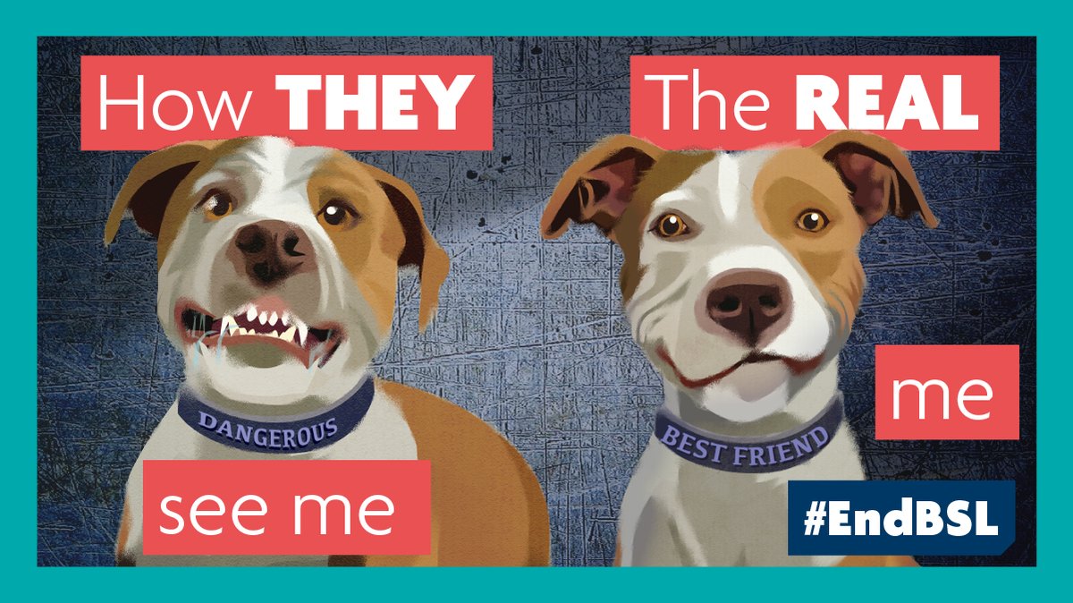 Recently, there have been worrying calls to expand the list of banned dog types under Breed Specific Legislation. We stand by the fact that BSL, which is based on looks, is inherently flawed and unscientific. The focus should be deed, not breed. #EndBSL: bit.ly/2VO5BQY