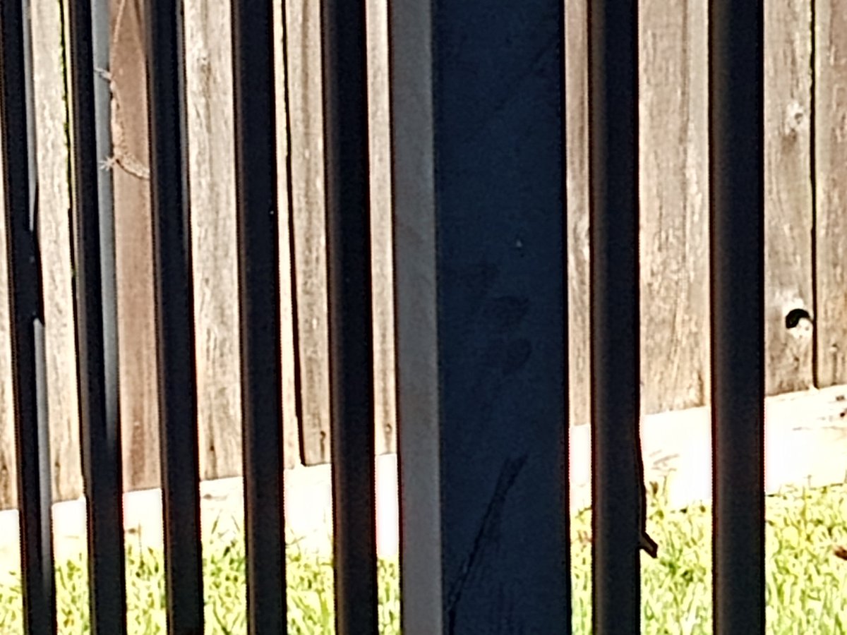 Well one-two
Lizards on this fence now.
Just go ahead now!
Lizards, reptiles looking tense now.
Fighting in a sec now.
Shed my skin, or eat this bee?
They're about to light it up now baby can't you see?
Wiped out in prehistory but
You'll find em if you study herpetology!
See em?