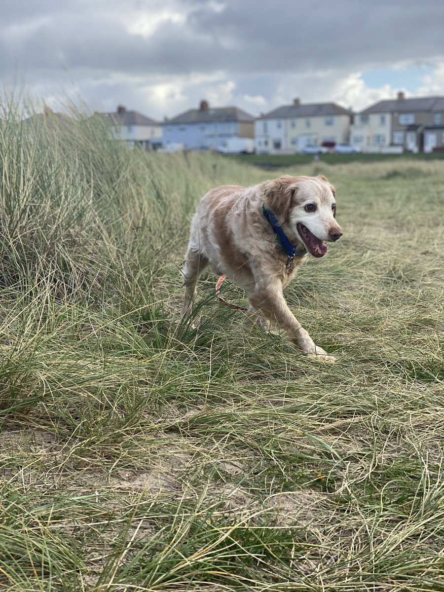 SpanielsSuper's tweet photo. I love exploring on my own #Independence #FreeRangeRonnie #DeafAndBlind #DogsOfTwitter #SoManySmells #Freedom https://t.co/89MpRkfnCA