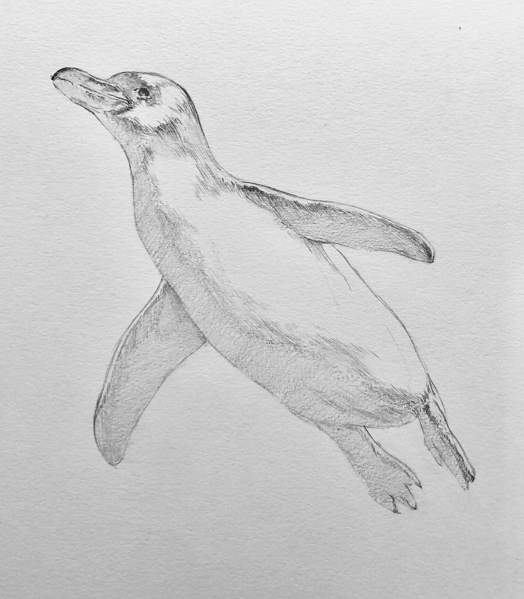 pencildrawing57's tweet photo. pencil drawing #pencildrawing  drawing #drawing pencil art #pencilart art #art artwork #artwork miniature #miniature animal #animal penguin #penguin 鉛筆画 #鉛筆画 https://t.co/pLQkEKmpJw