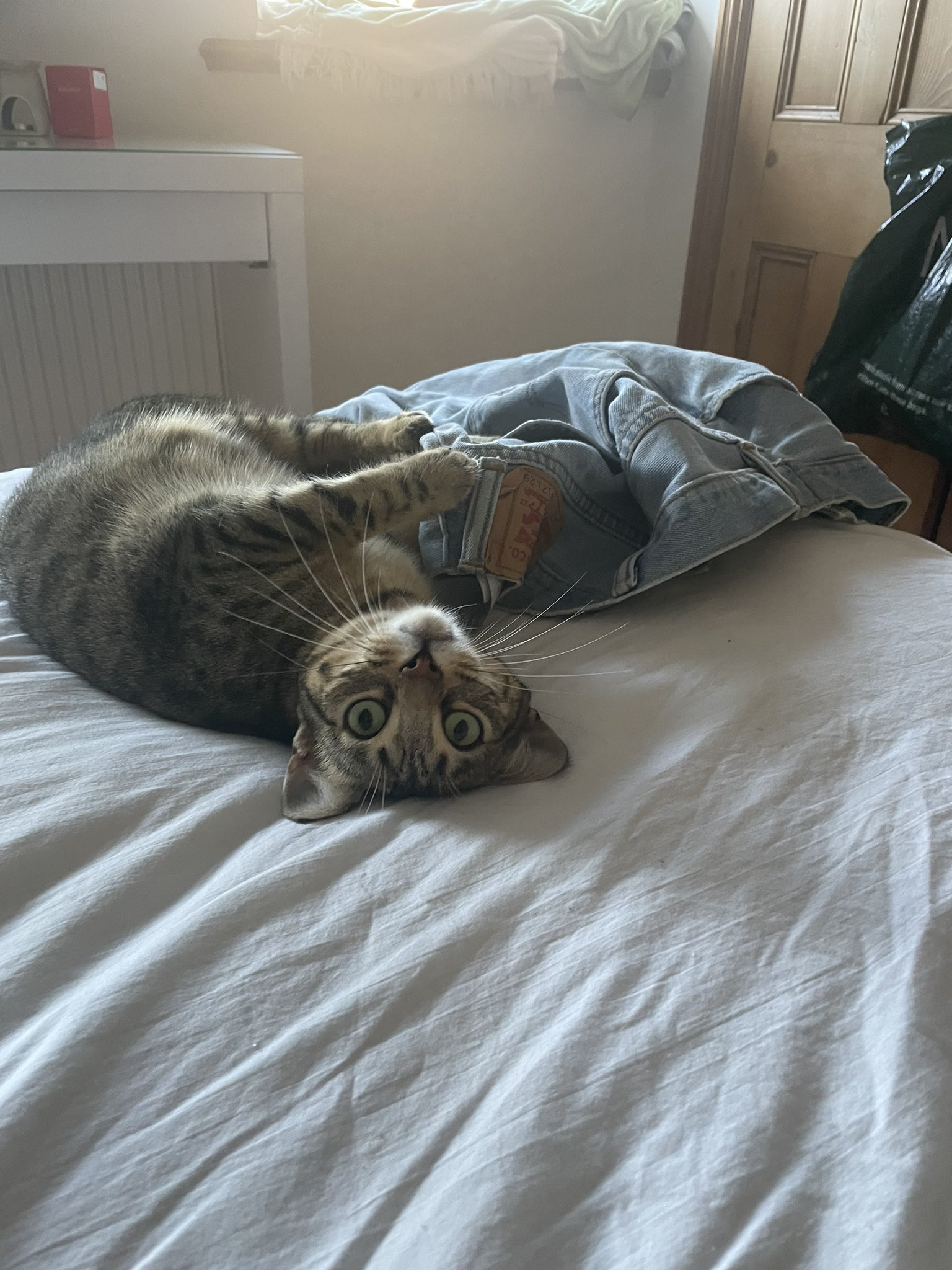millie-on-twitter-caught-my-cat-chewing-my-fkn-jeans-omg-piss-off