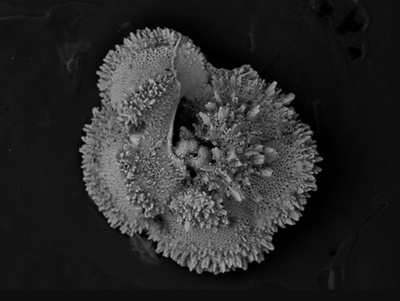 I am recruiting graduate students (MS or PhD) to join my lab starting Fall 2023 <a href="/GeorgeMasonU/">George Mason University</a>! Lots of great projects in paleoecology, proxy development, paleoclimate and paleocean reconstruction. Opportunities to develop skillz in geochem, micropaleo #forams, &amp; sed/strat!