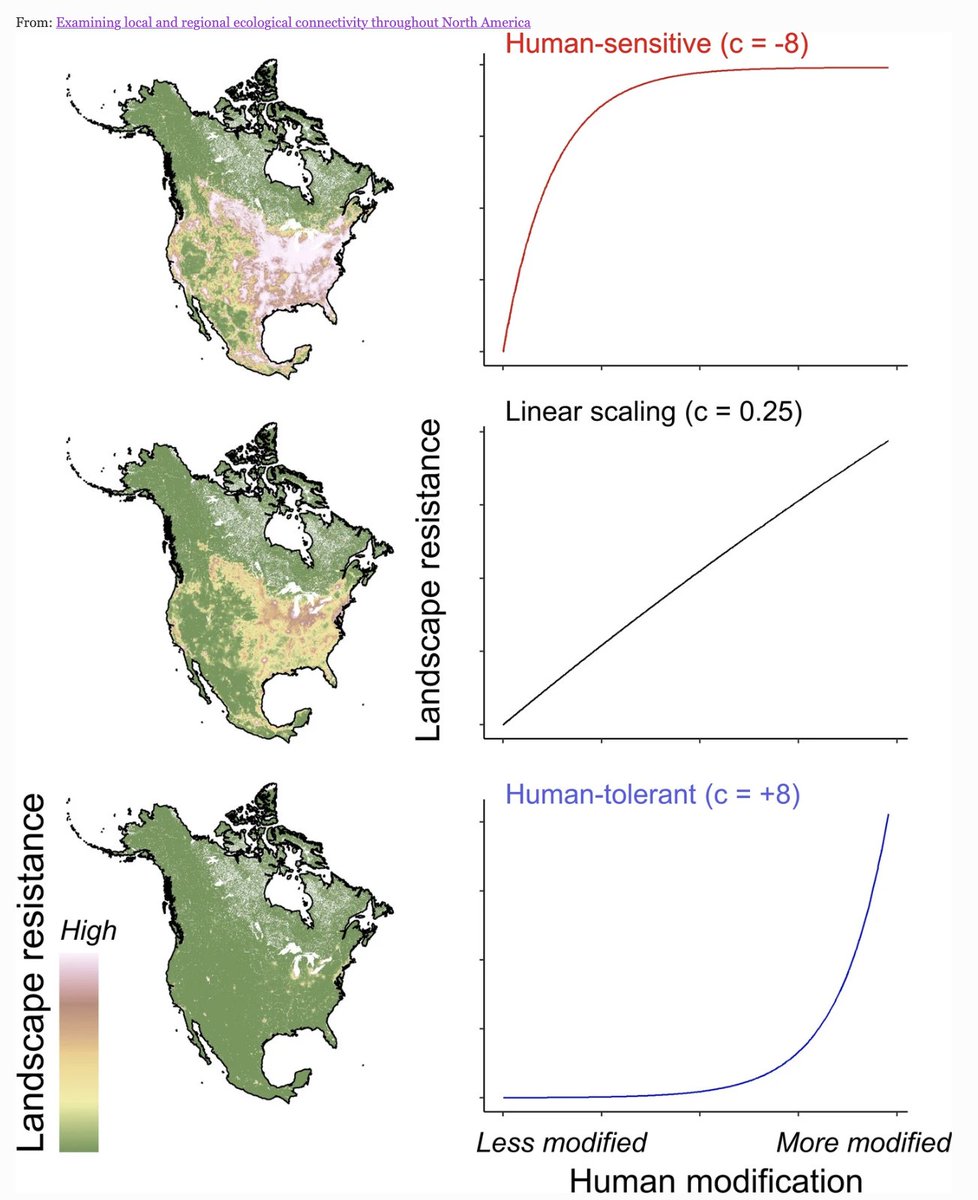 bio_diverse's tweet photo. Connectivity is integral to Target 2 of the GBF at #COP15 - we need best data and indicators to inform how to protect and restore connectivity for many species

Examining local and regional ecological #connectivity throughout North America #OpenAccess
https://t.co/dTm7TUwmvB https://t.co/HXxdcLhxP7