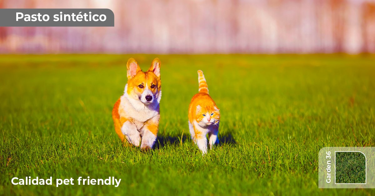 TERZA_MX's tweet photo. ¡Cuidamos a tu familia completa! 🐾 
La calidad de nuestro pasto sintético es ideal para ellos. Conoce más en 👉 https://t.co/tncSZR27tx https://t.co/xGGTsM1SNQ