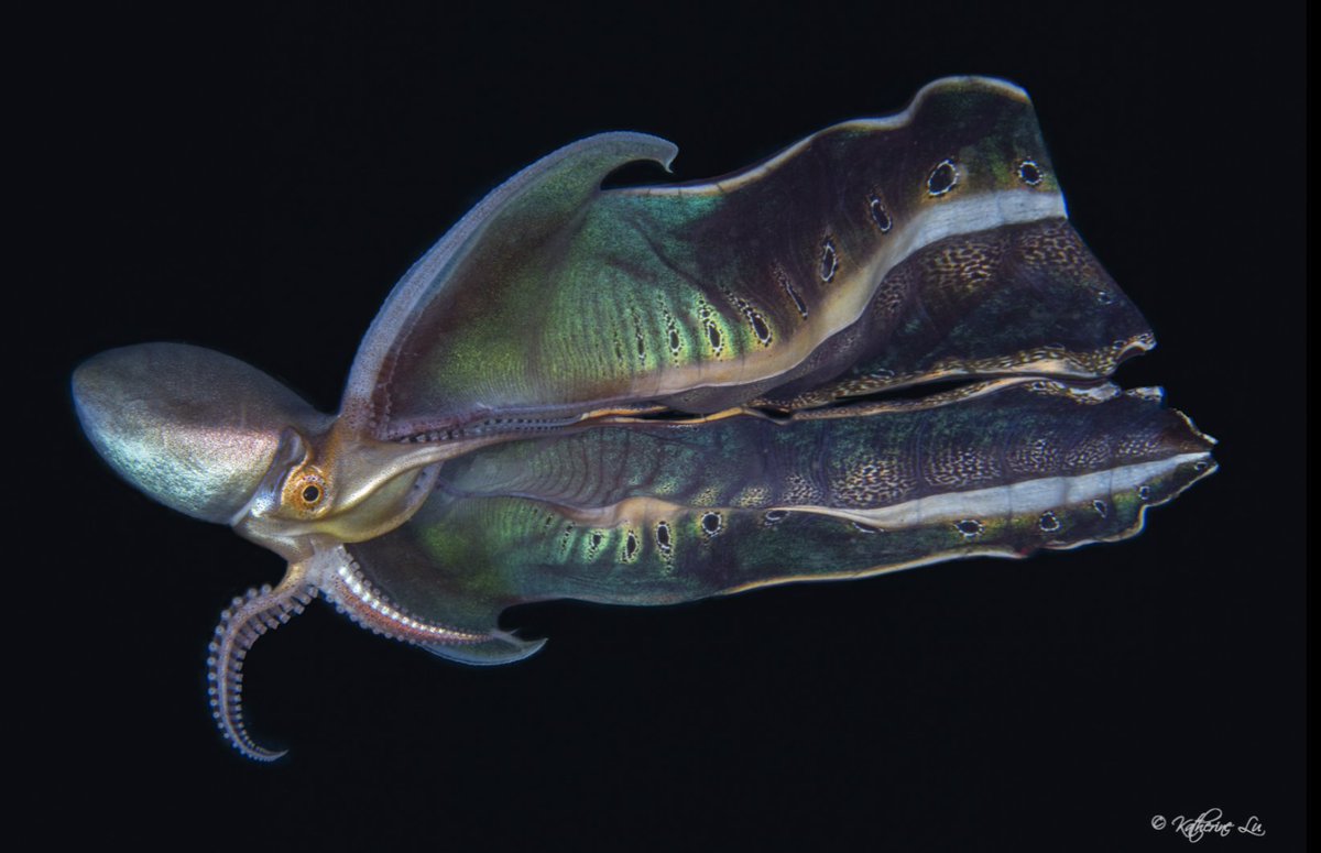 OctoNation® World’s Largest Octopus Fan Club 🐙 tweet media