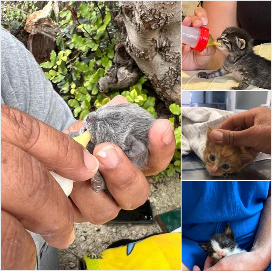 CatPPollensa's tweet photo. "Helping one animal won't change the whole world, but it changes the world for that animal."
On this note, we wish you all a nice, yet belated World Animal Day.
We thank every person who helps make the world a little better for the animals.
 #worldanimalday2022 #WorldAnimalDay https://t.co/Eh1JLrt8Qe