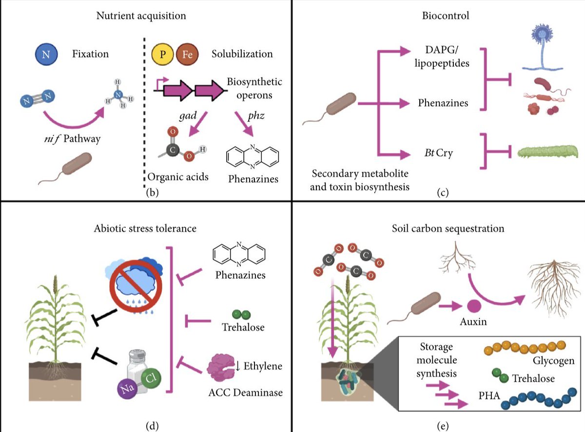@JoseDinneny and I wrote a review on building genetic circuits in rhizobacteria! We highlight bacterial synthetic biology tools for sensing and actuating changes within root systems and soil. <a href="/BioDesignR/">BioDesign Research</a> <a href="/TomKatCenter/">TomKat Center</a>  spj.sciencemag.org/journals/bdr/2…